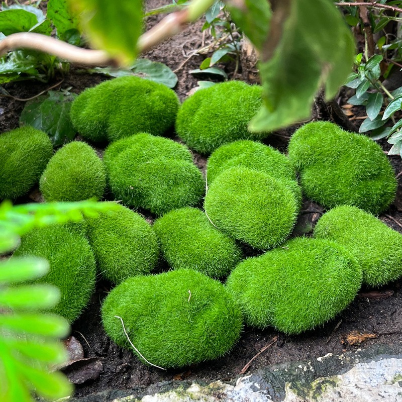 5/30 pièces de pierres de mous - Terrarium Moss Art avis et prix