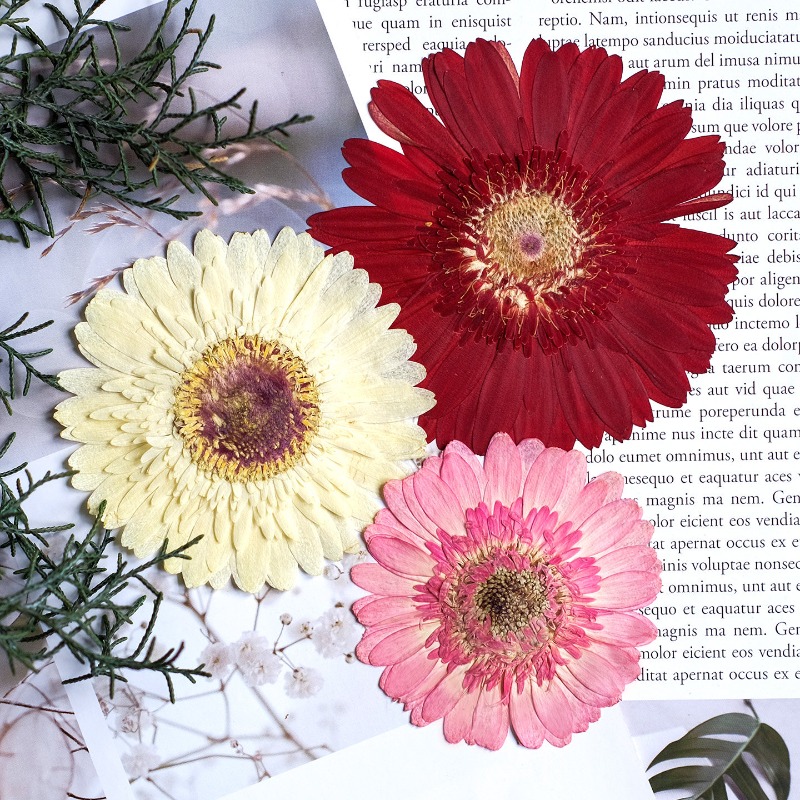 1 pièces/7-9 cm, fleurs séchée - Resin Craft Ideas avis et prix