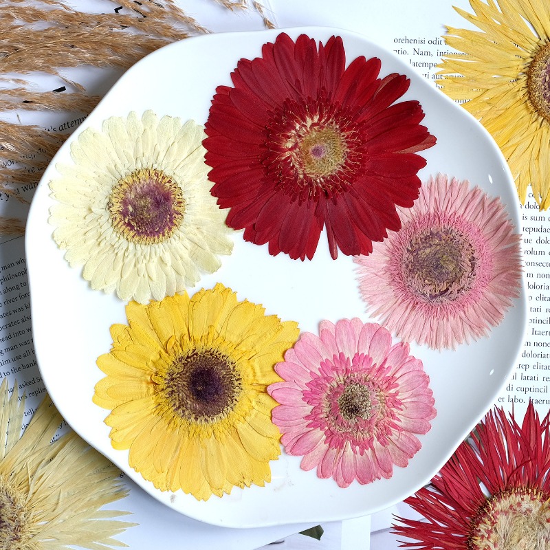 1 pièces/7-9 cm, fleurs séchée - Resin Craft Ideas avis et prix
