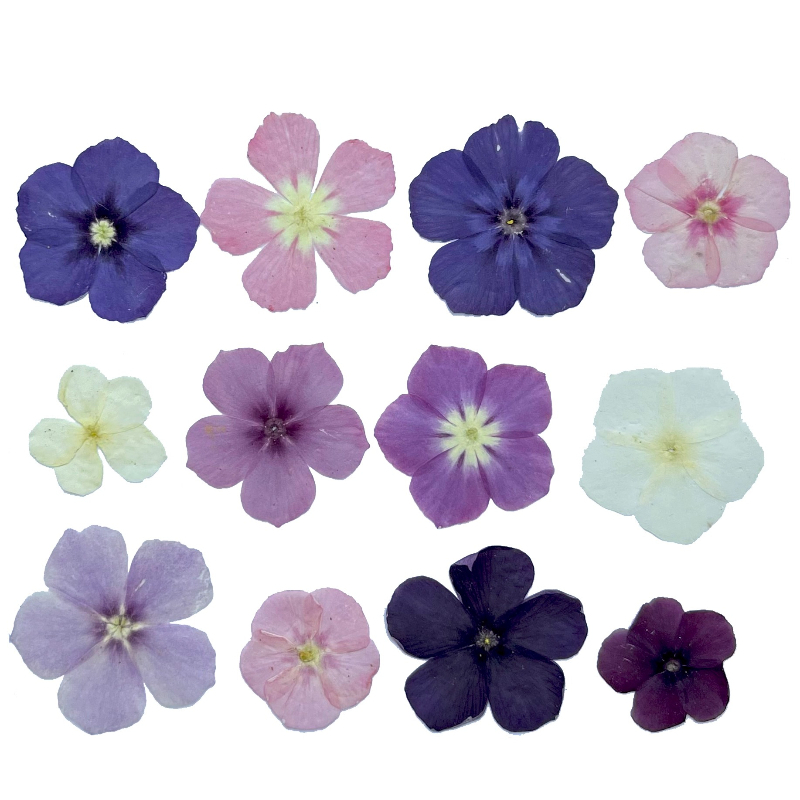 12 pièces, fleurs séchées pres - Resin Craft Ideas avis et prix